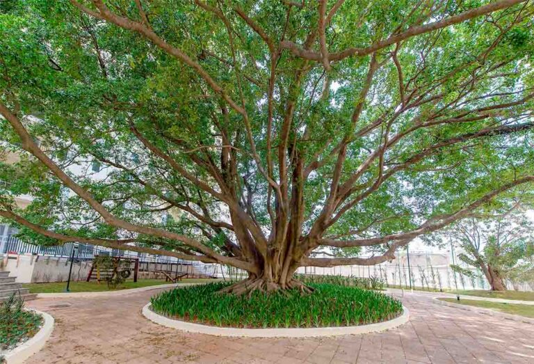 condominio-flex-guarulhos-figueira1